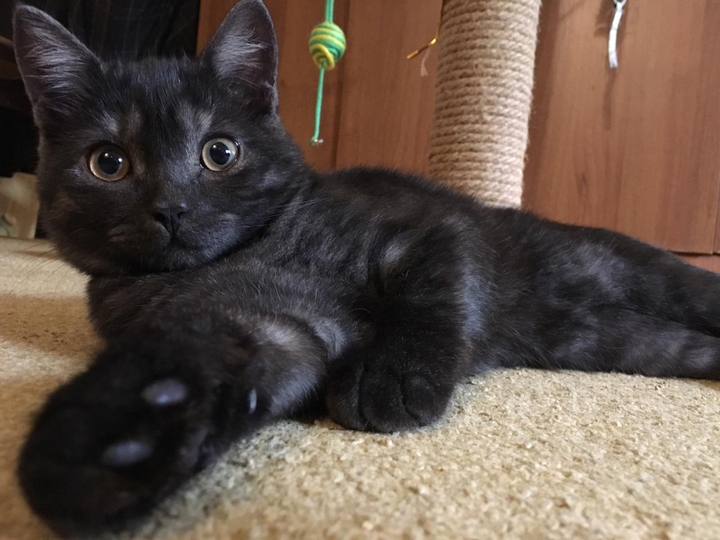 котэ