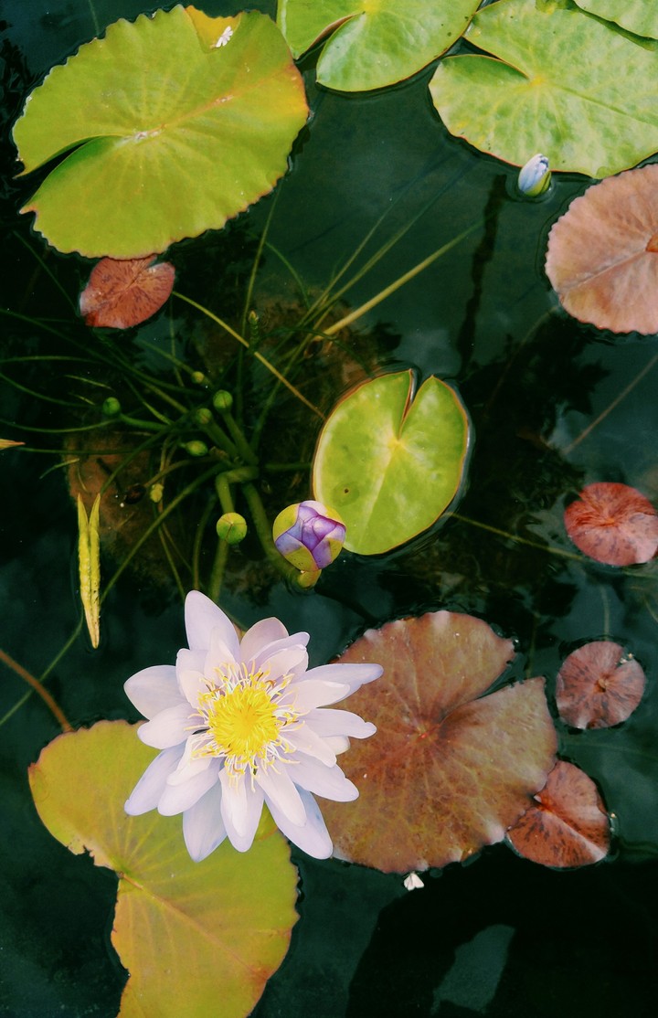 수련
