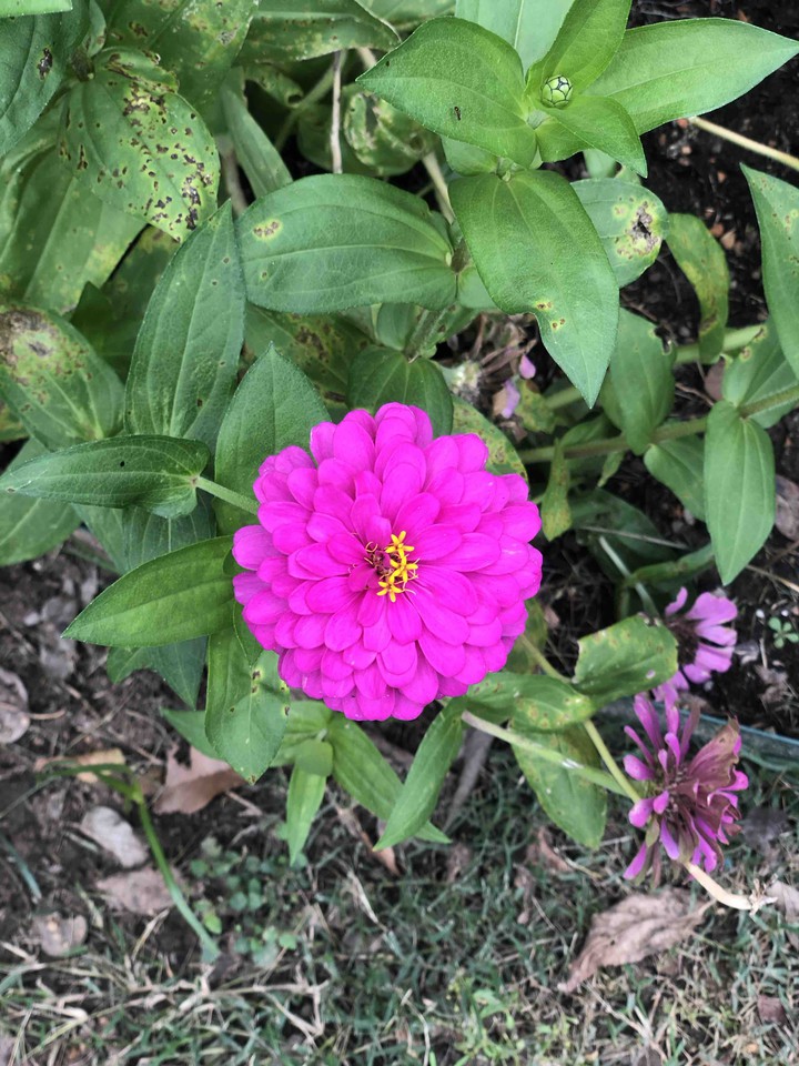Beauty in a Flower