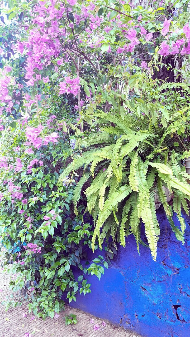 bugambilias