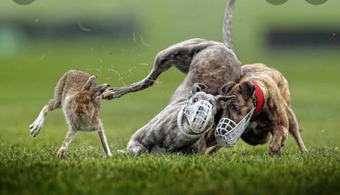 fondos de pantalla snout, grass