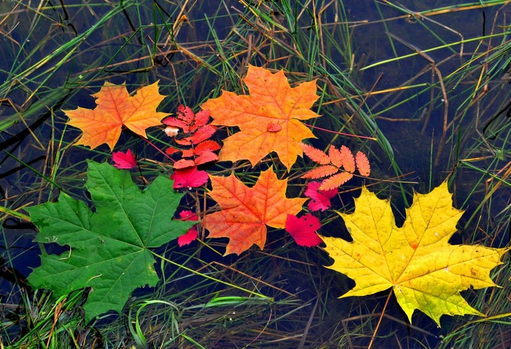 Autumn water closeup leaves