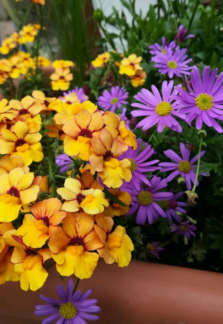 yellow blue