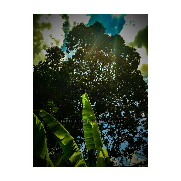 ||| •Trees Over Noon Sky• |||