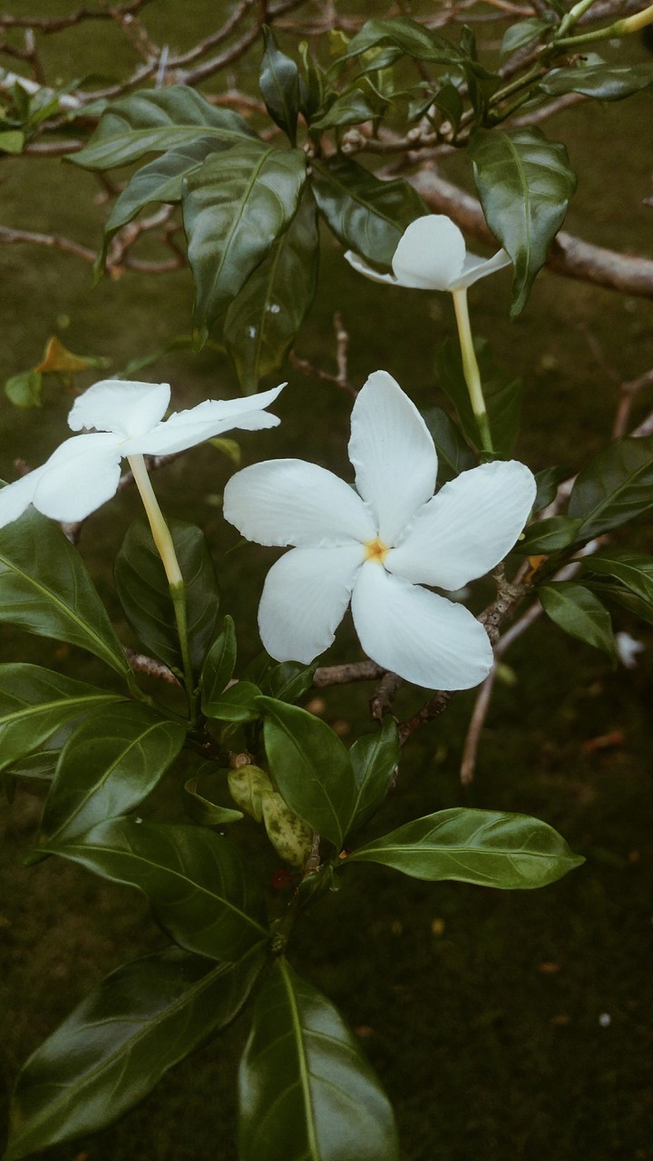 White love