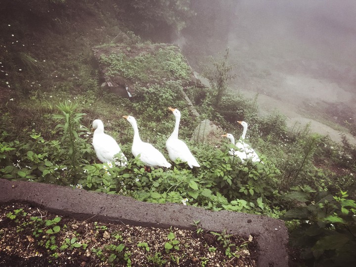 birds love