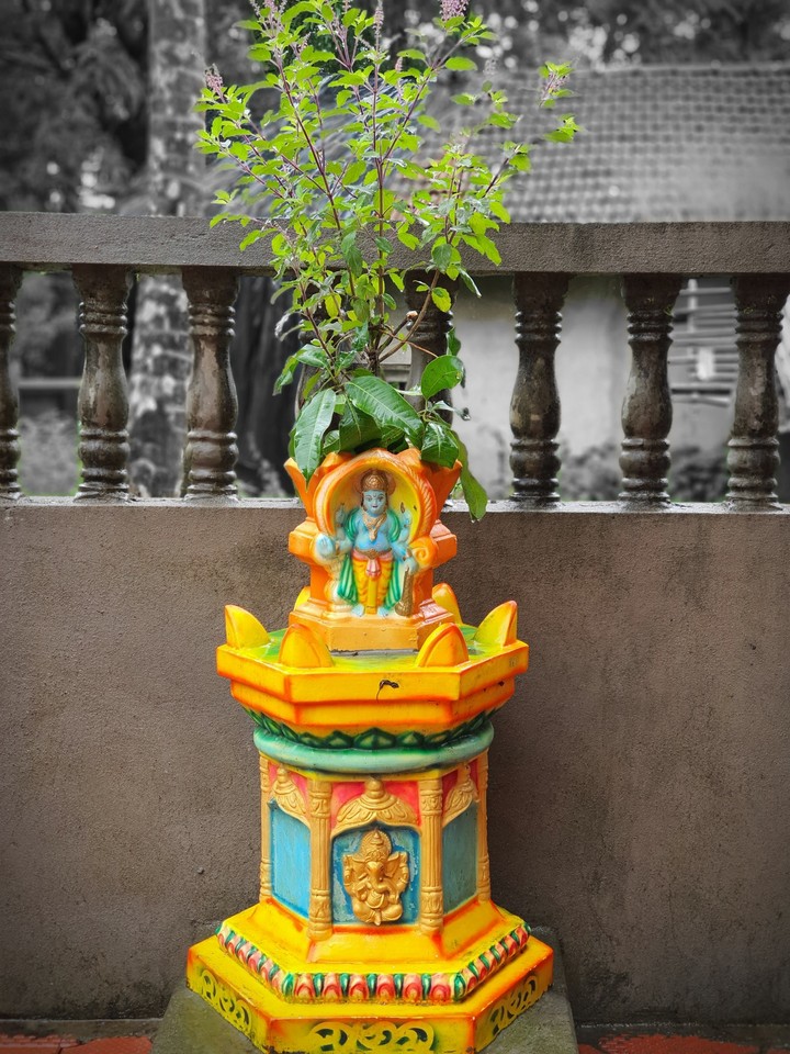 Tulsi India