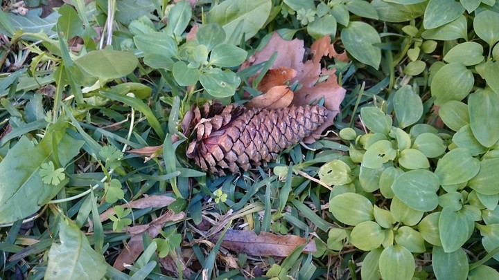 just waking around the yard