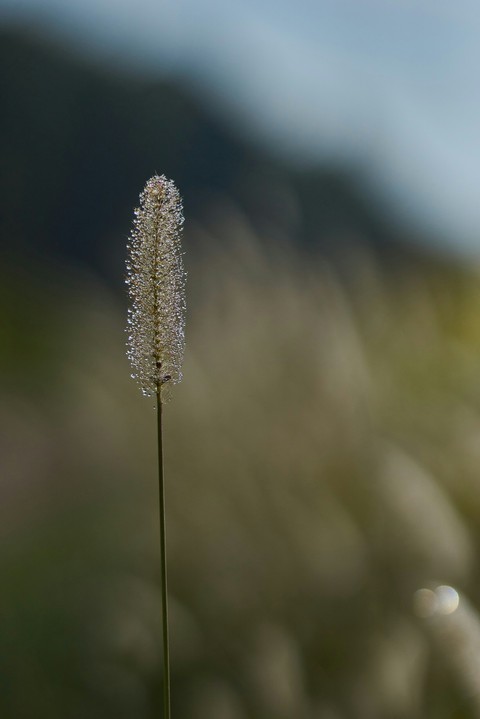 tapety flower, spring