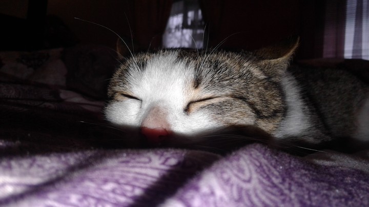 котя