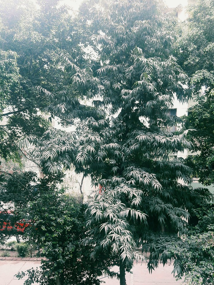 trees II