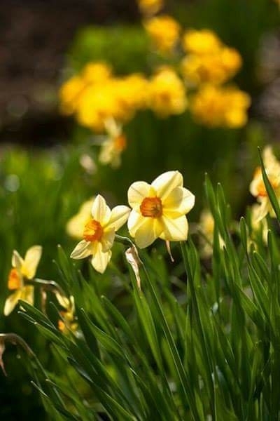 spring