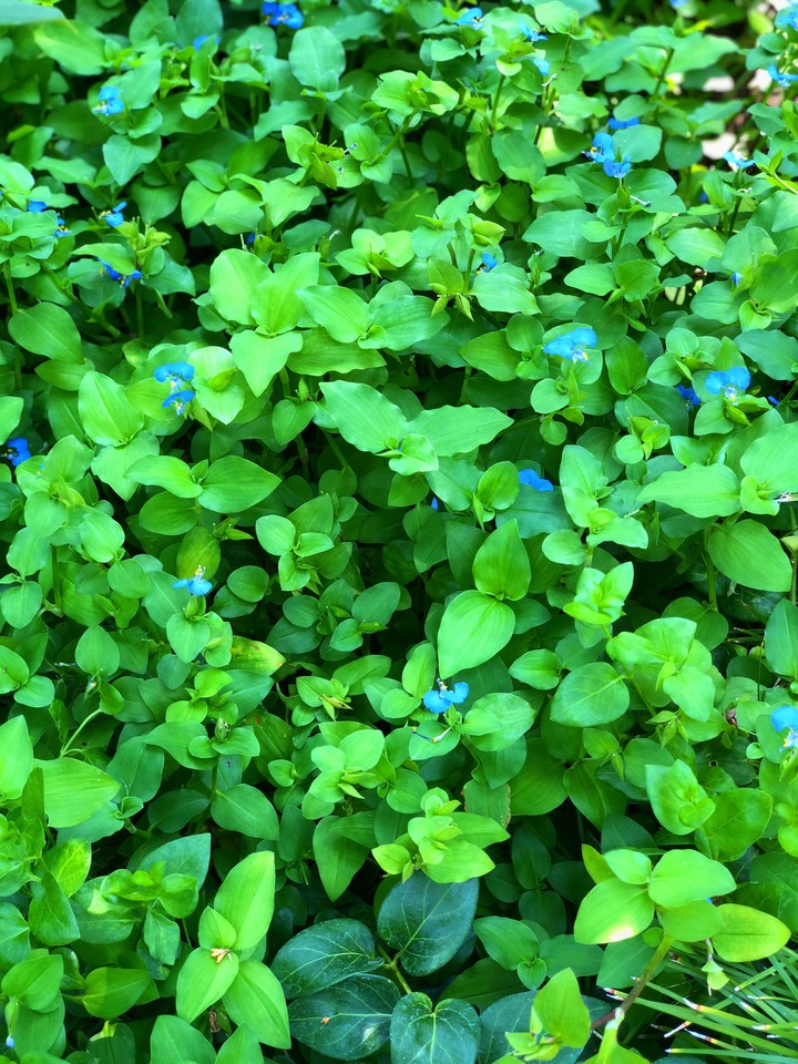 plants