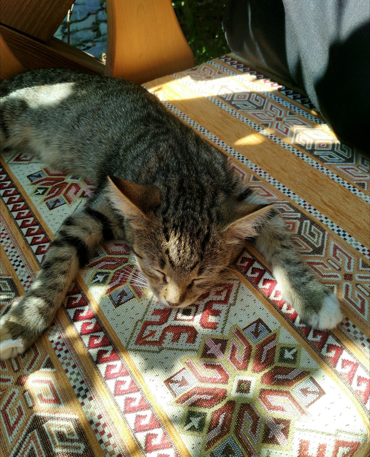 котик