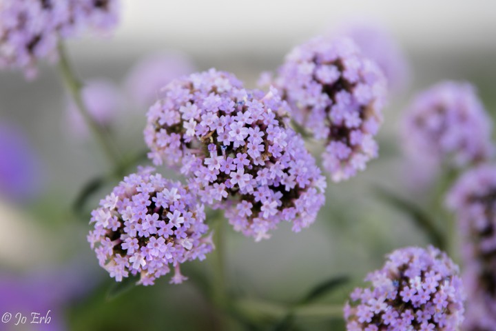 lila Blüten