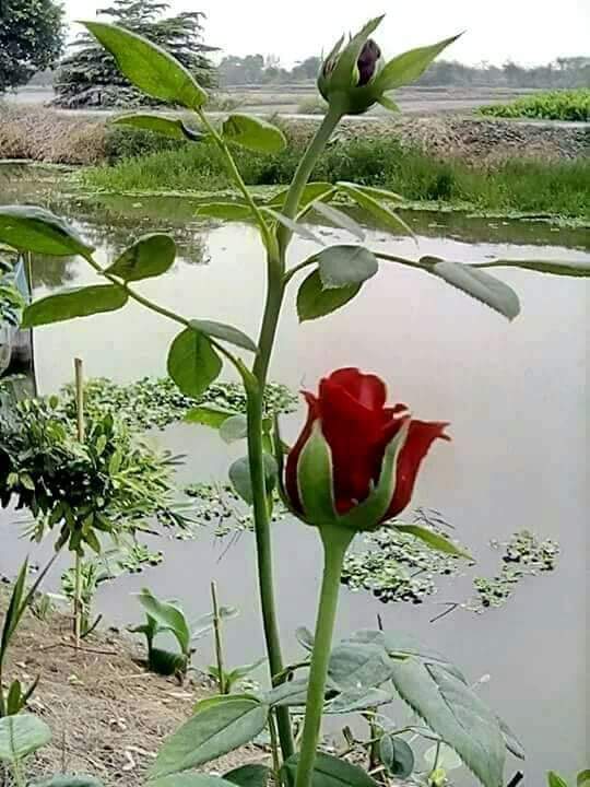vida