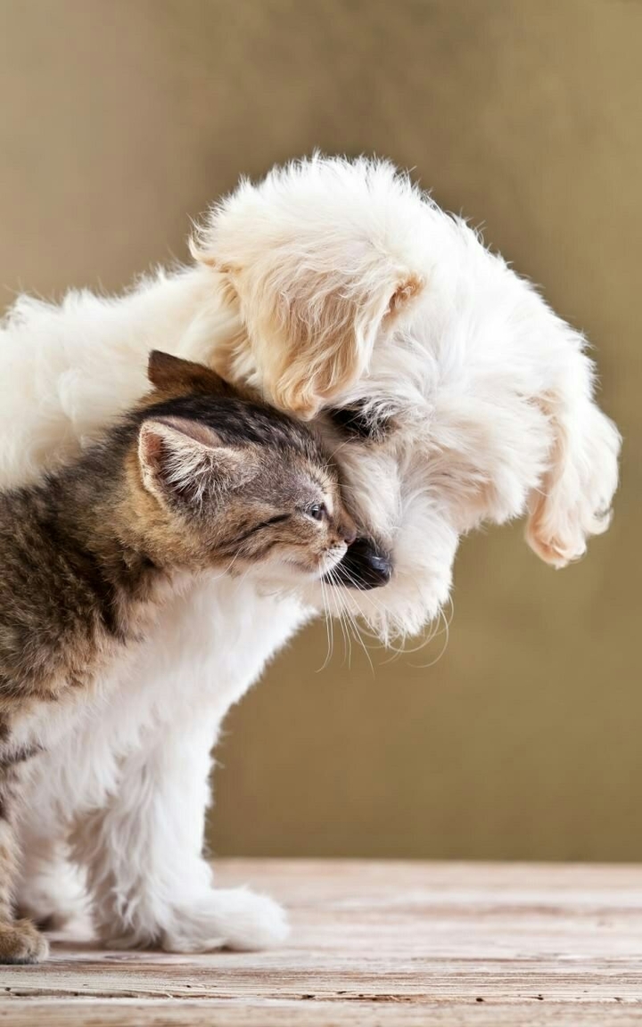 friend