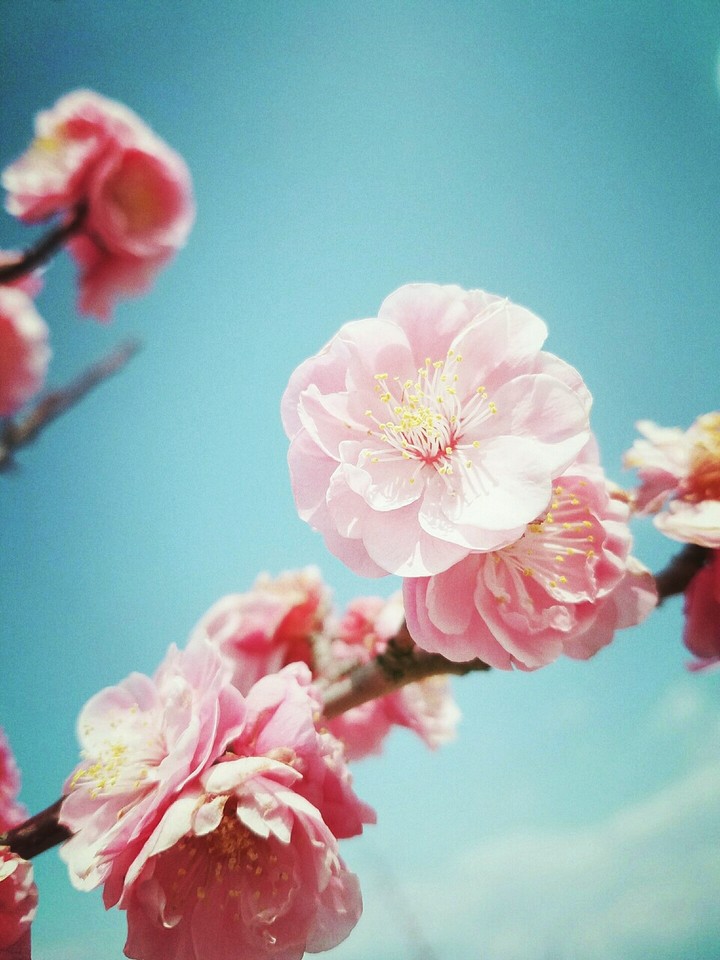 blossoms