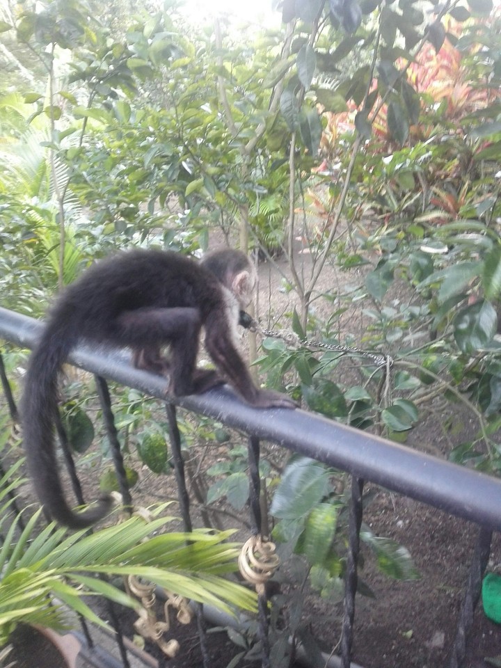 monkey