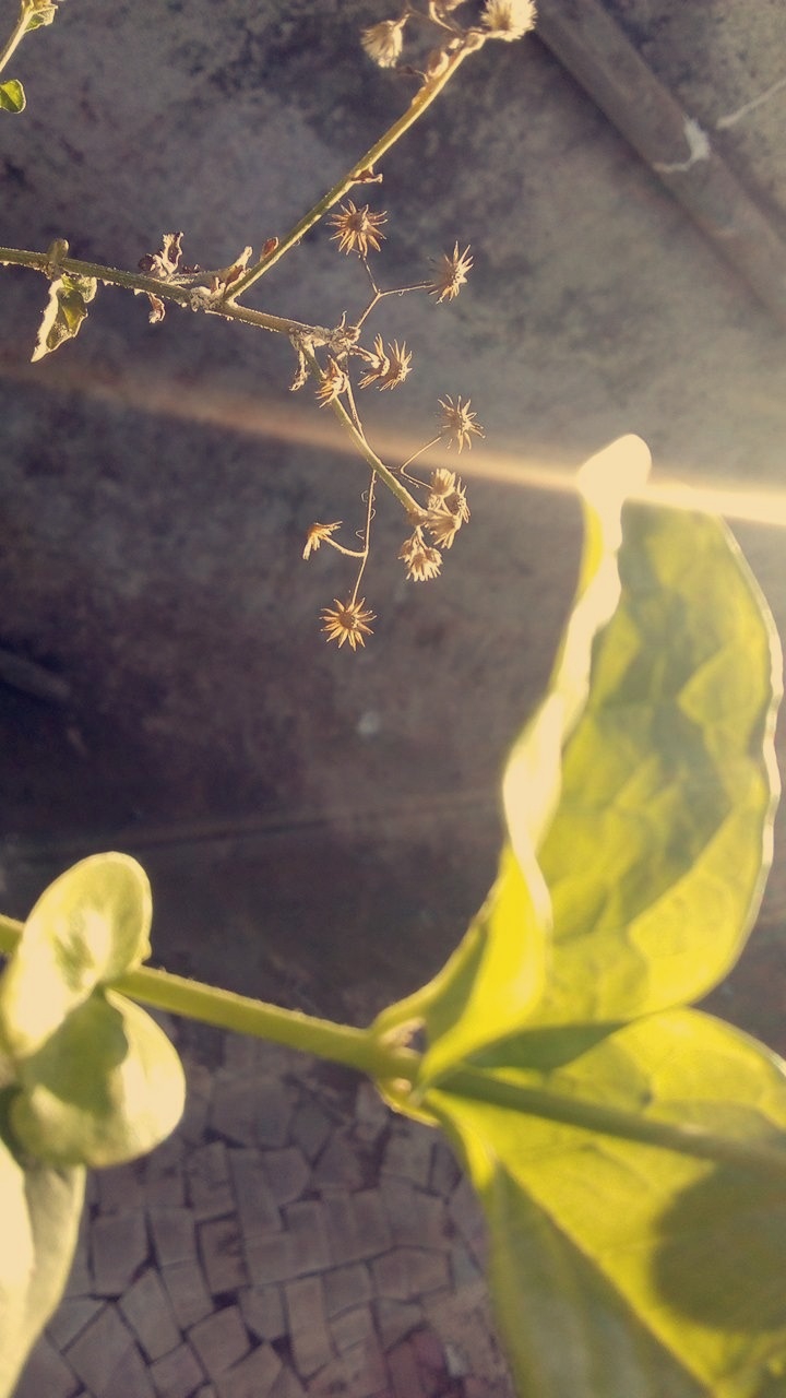 Dried flowers
