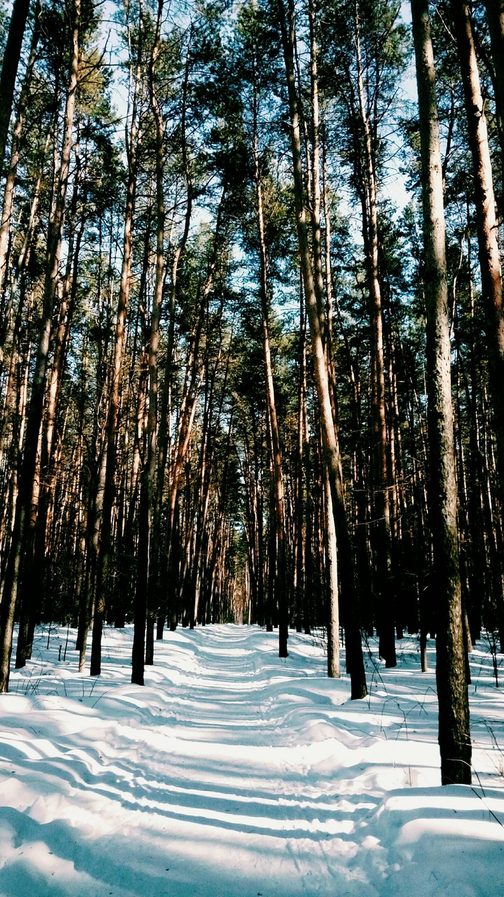 лесная тропа
