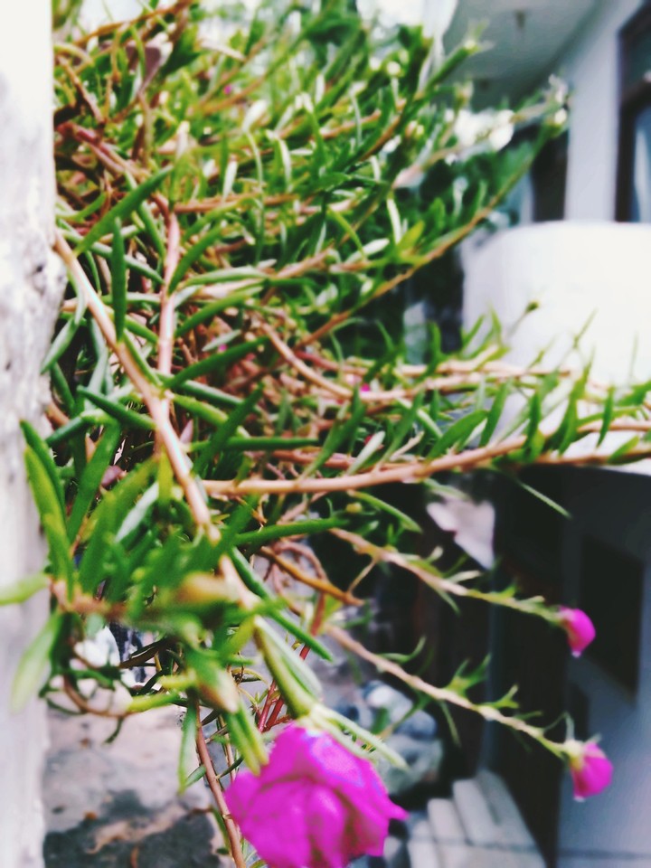 green friends