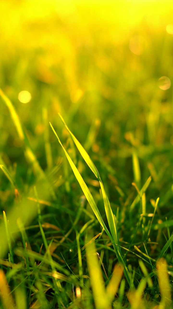 greeny