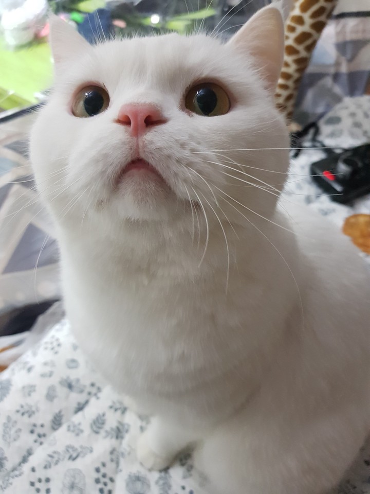 우리집 고양이