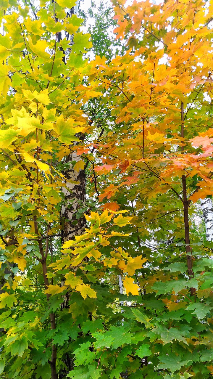 Autumn