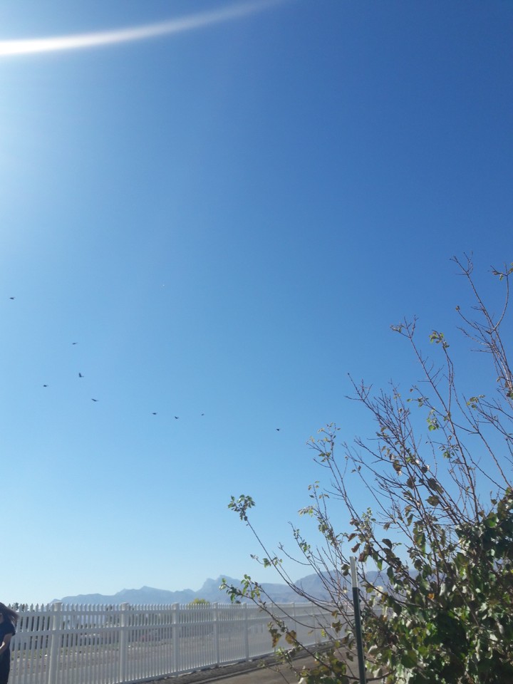 Bird fly by to south. Trees shed until bare. Here's Autumn.