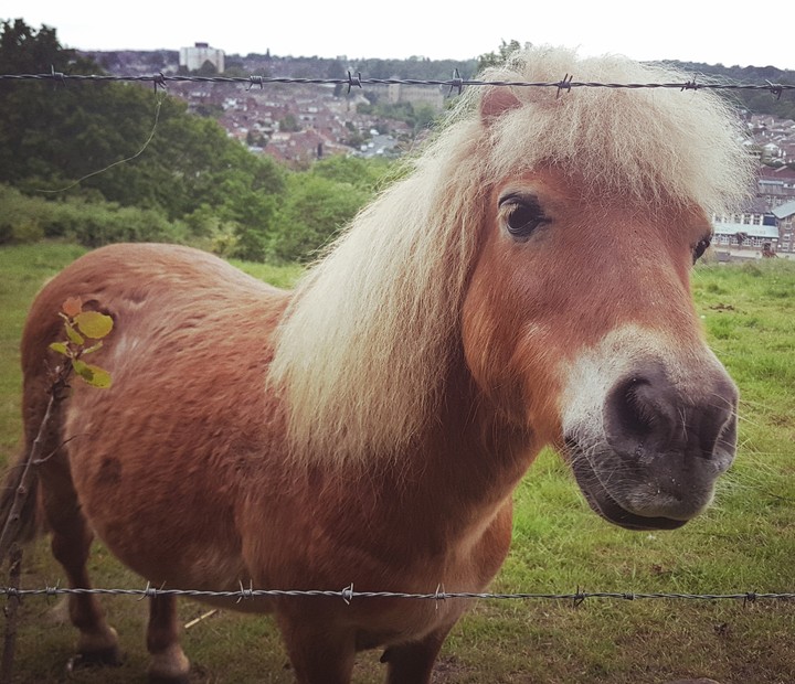 Pony