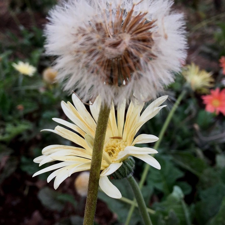 Aster