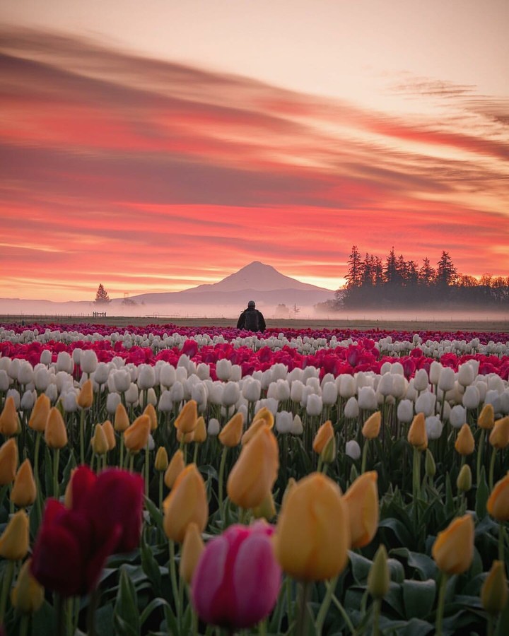 Tulips!