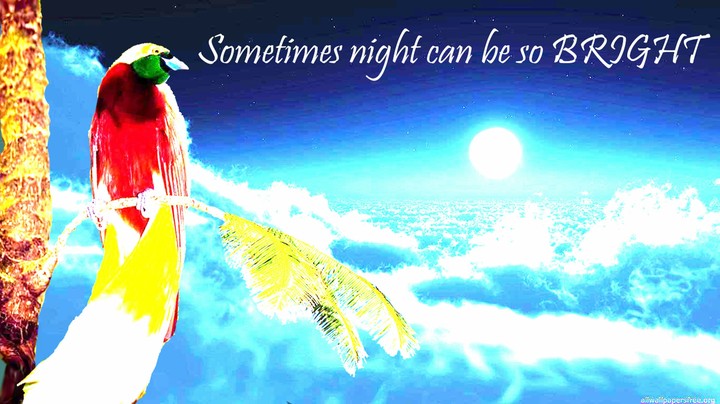 A Bright Night