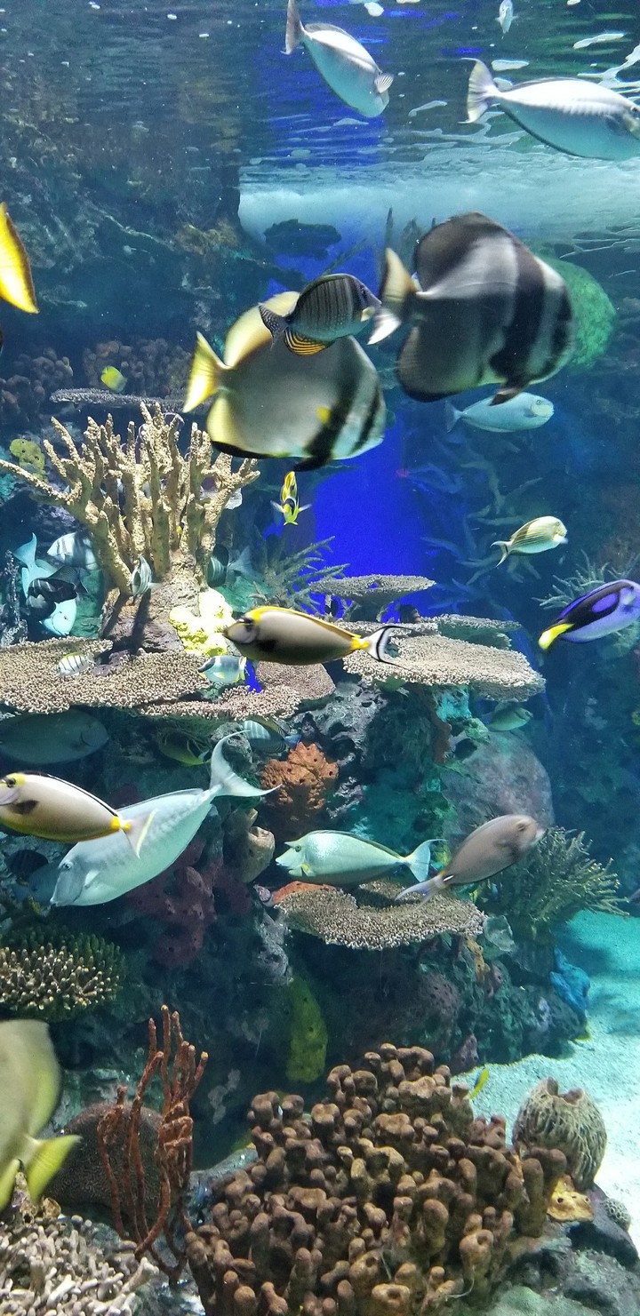 aquarium beauty