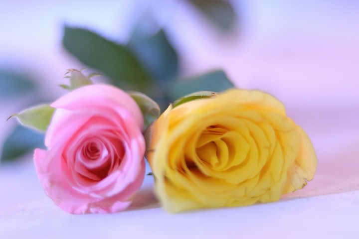 the beauty of softness