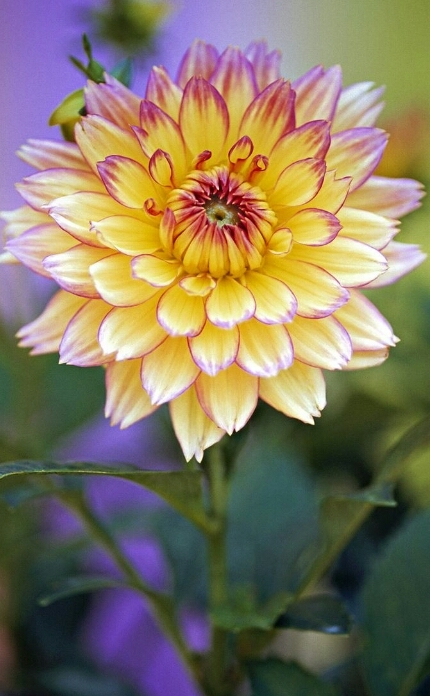 Fleur