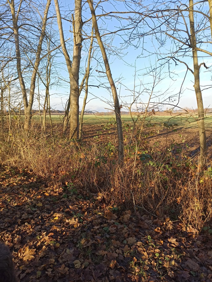 Spaziergang im Winter