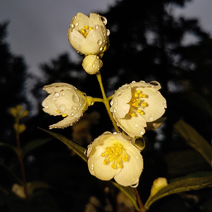 Jasmine after rain