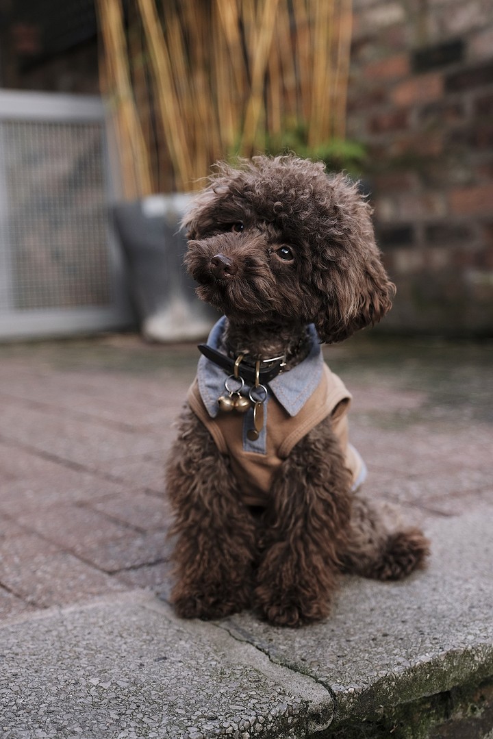 Cute Dog