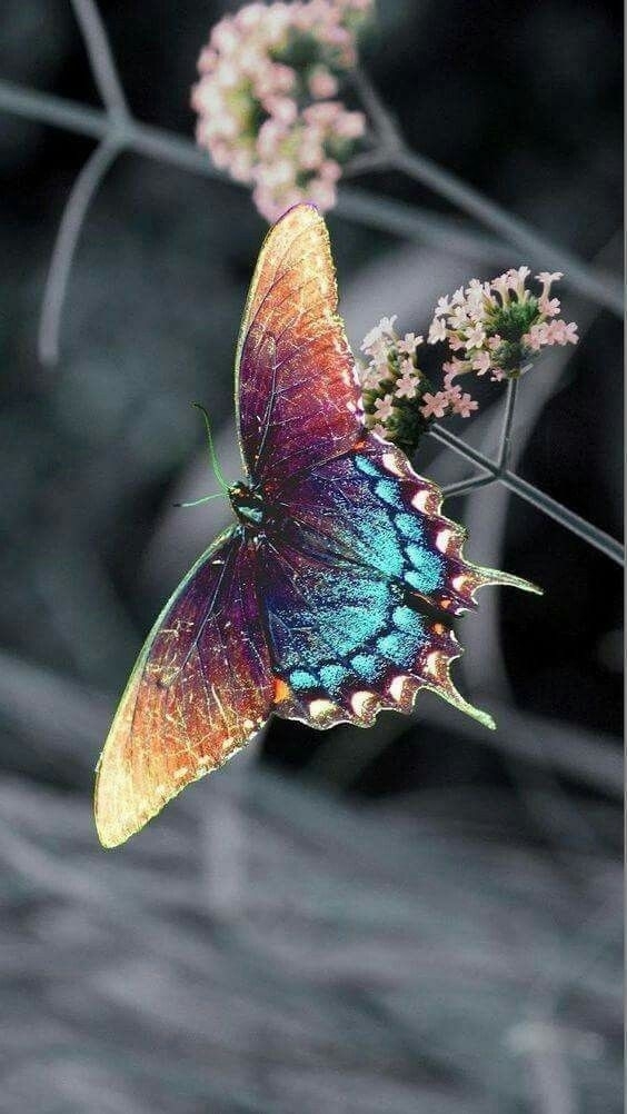 butterflies