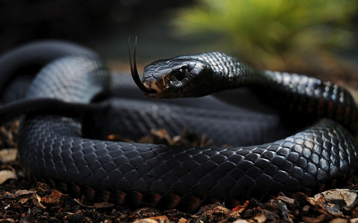 snake