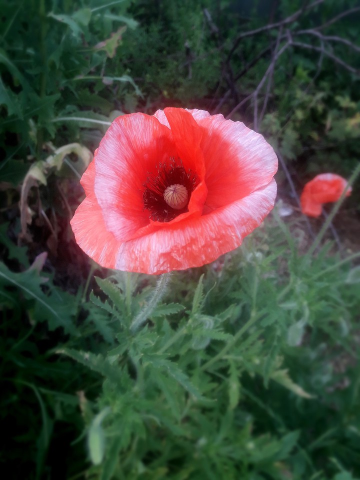 Poppy