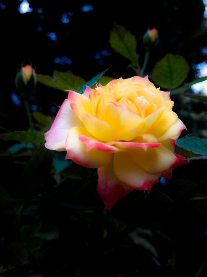 rose