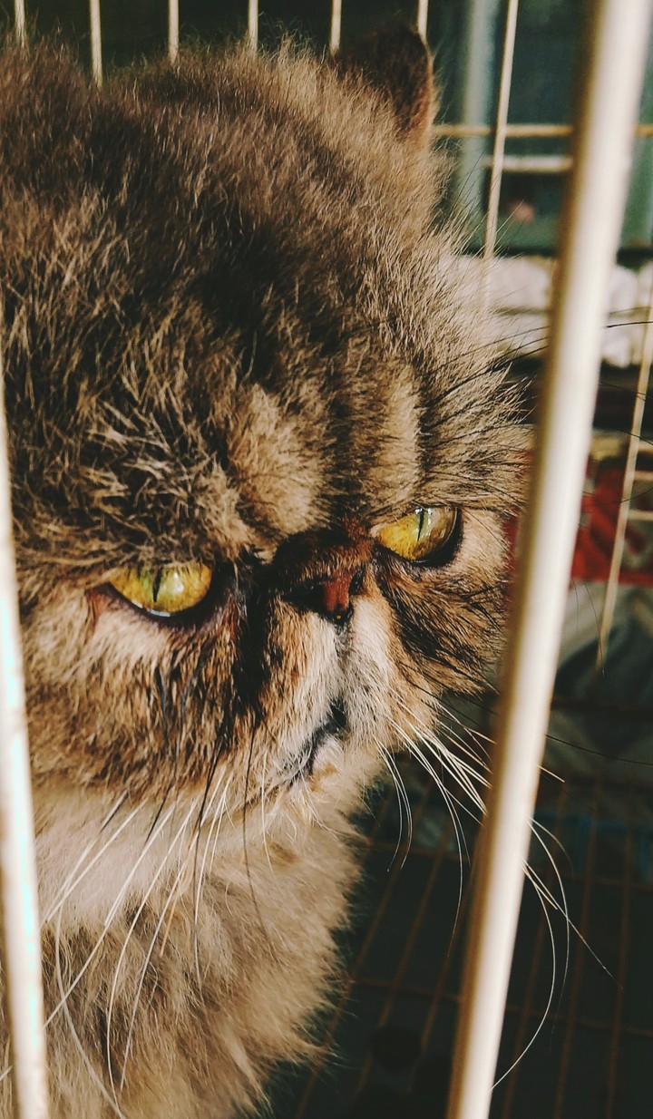 angry cat