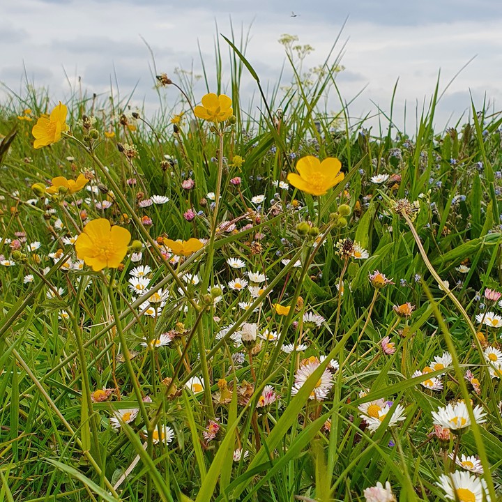 colorful grass
