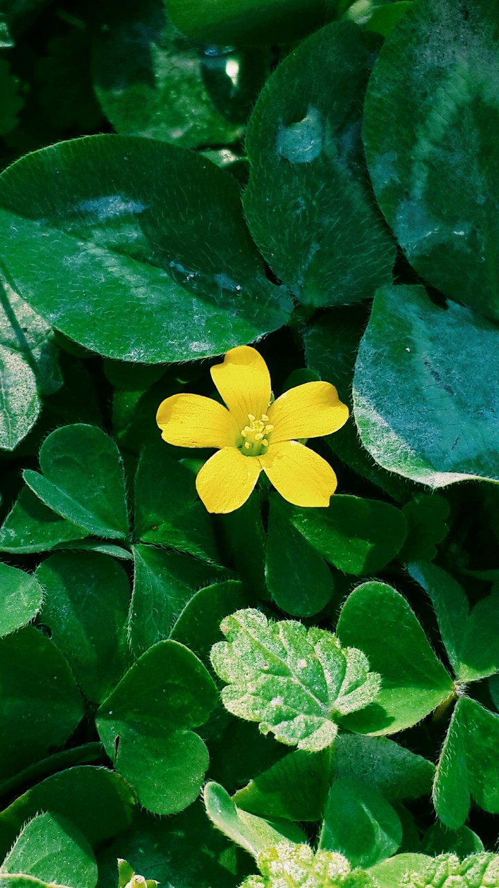 little flower