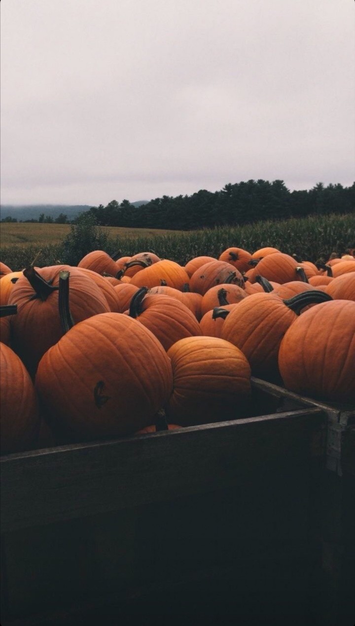 pumpkin