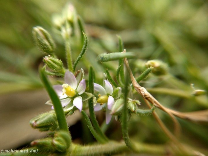 flowers ?