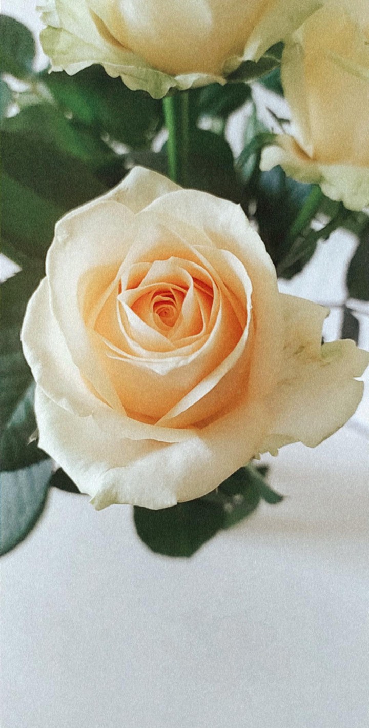 rose